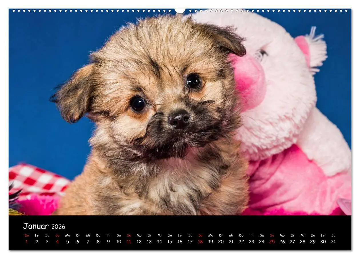 Bild: 9783516155433 | Bolonka Welpenstube (Wandkalender 2026 DIN A2 quer), CALVENDO...