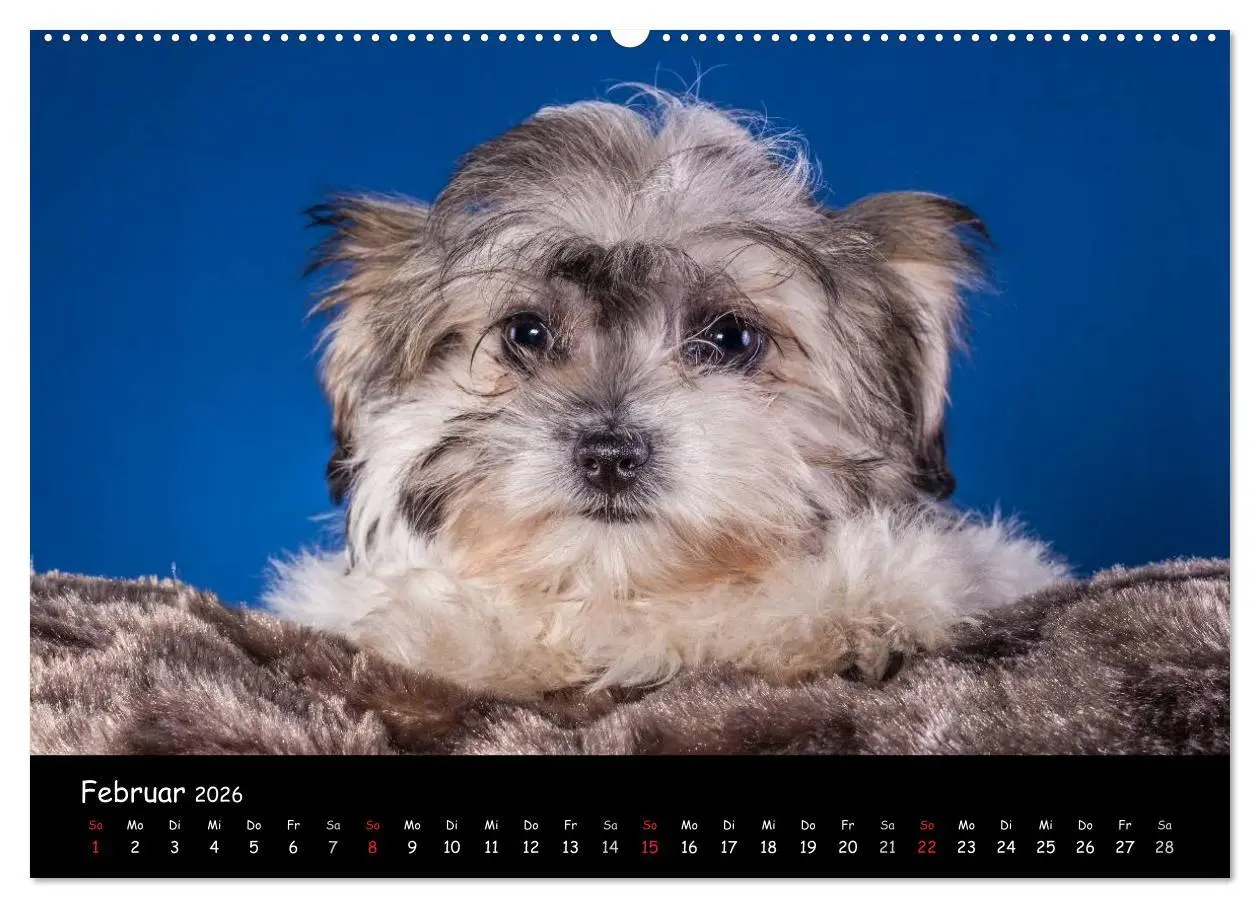 Bild: 9783516155433 | Bolonka Welpenstube (Wandkalender 2026 DIN A2 quer), CALVENDO...