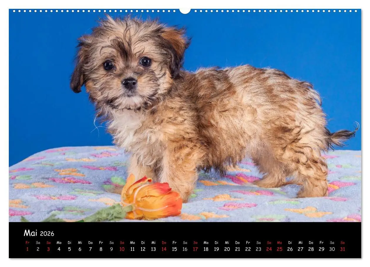 Bild: 9783516155433 | Bolonka Welpenstube (Wandkalender 2026 DIN A2 quer), CALVENDO...