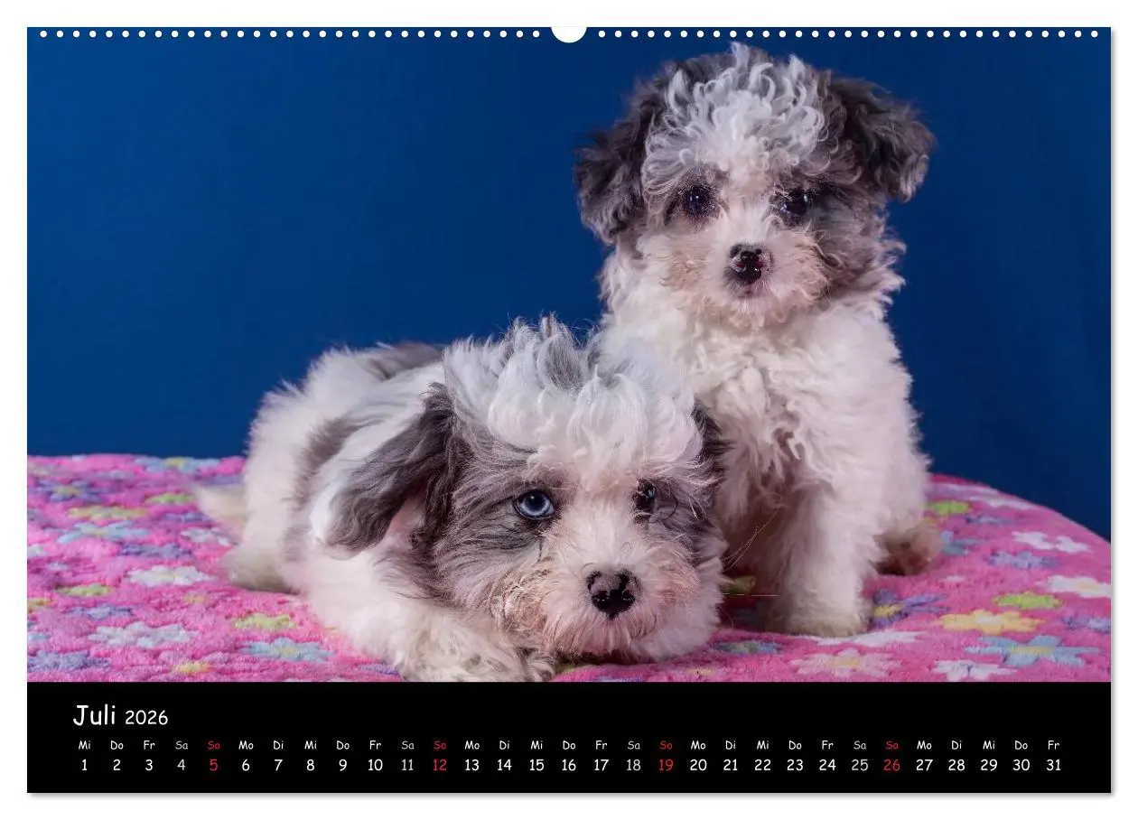 Bild: 9783516155433 | Bolonka Welpenstube (Wandkalender 2026 DIN A2 quer), CALVENDO...
