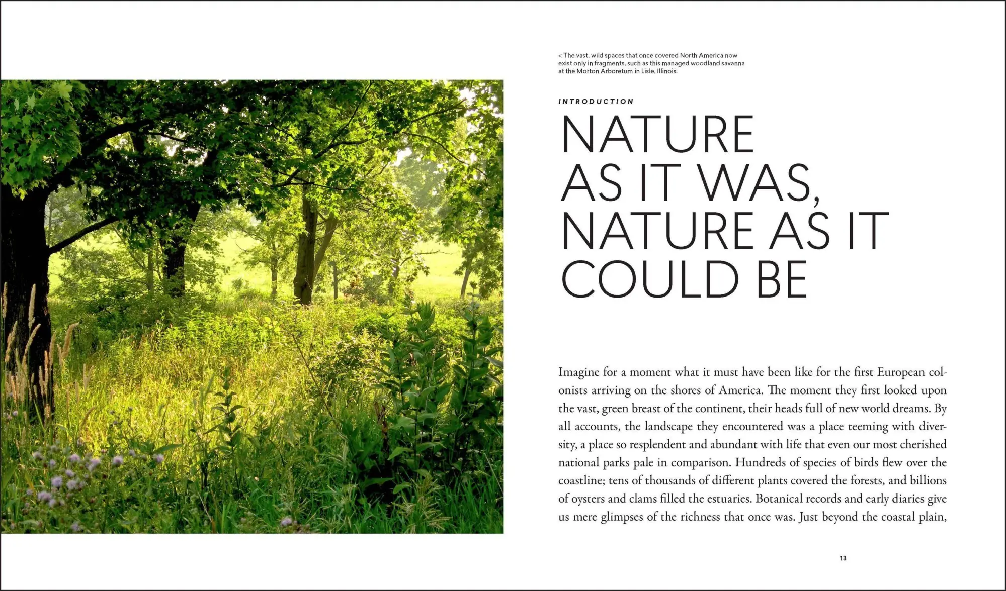 Bild: 9781604695533 | Planting in a Post-Wild World | Thomas Rainer (u. a.) | Buch | 2015