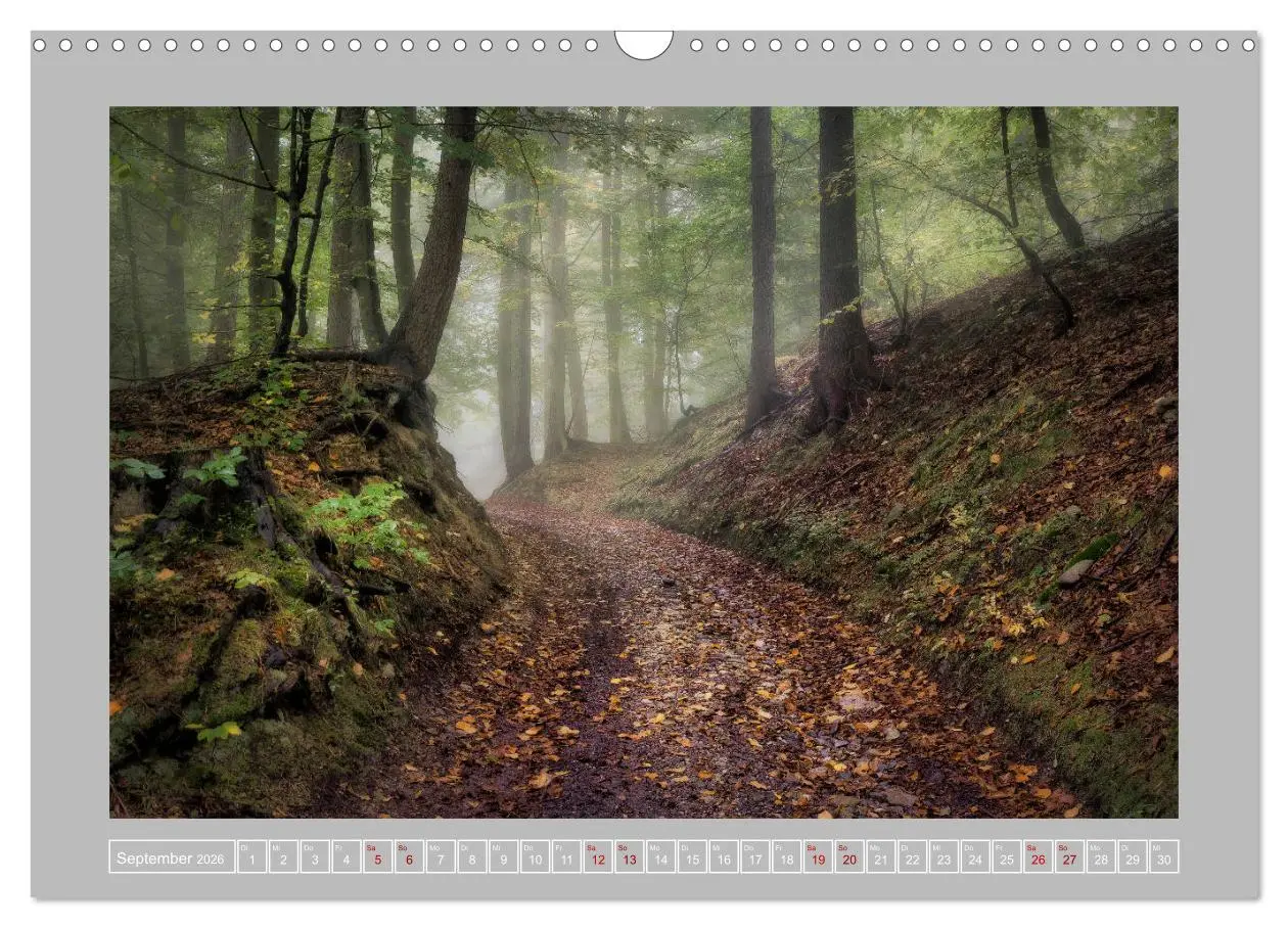 Bild: 9783457745533 | Wald im Licht (Wandkalender 2026 DIN A3 quer), CALVENDO Monatskalender
