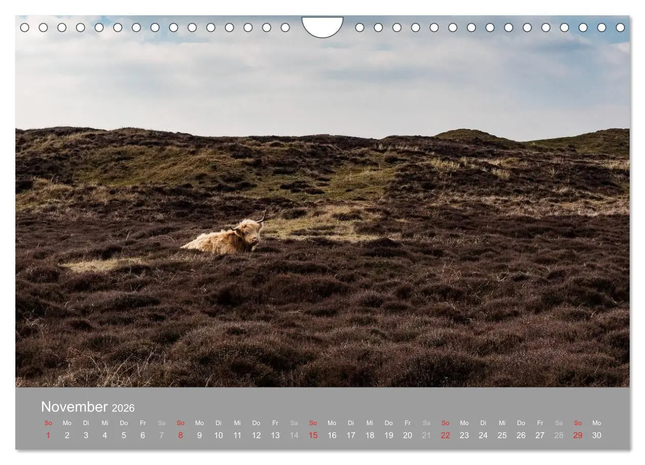Bild: 9783457985533 | Texel - Meine Insel (Wandkalender 2026 DIN A4 quer), CALVENDO...