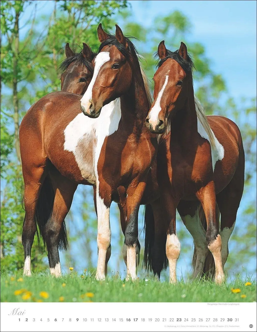 Bild: 9783756415533 | Pferde Classics Posterkalender 2027 | Sabine Stuewer | Kalender | 2027