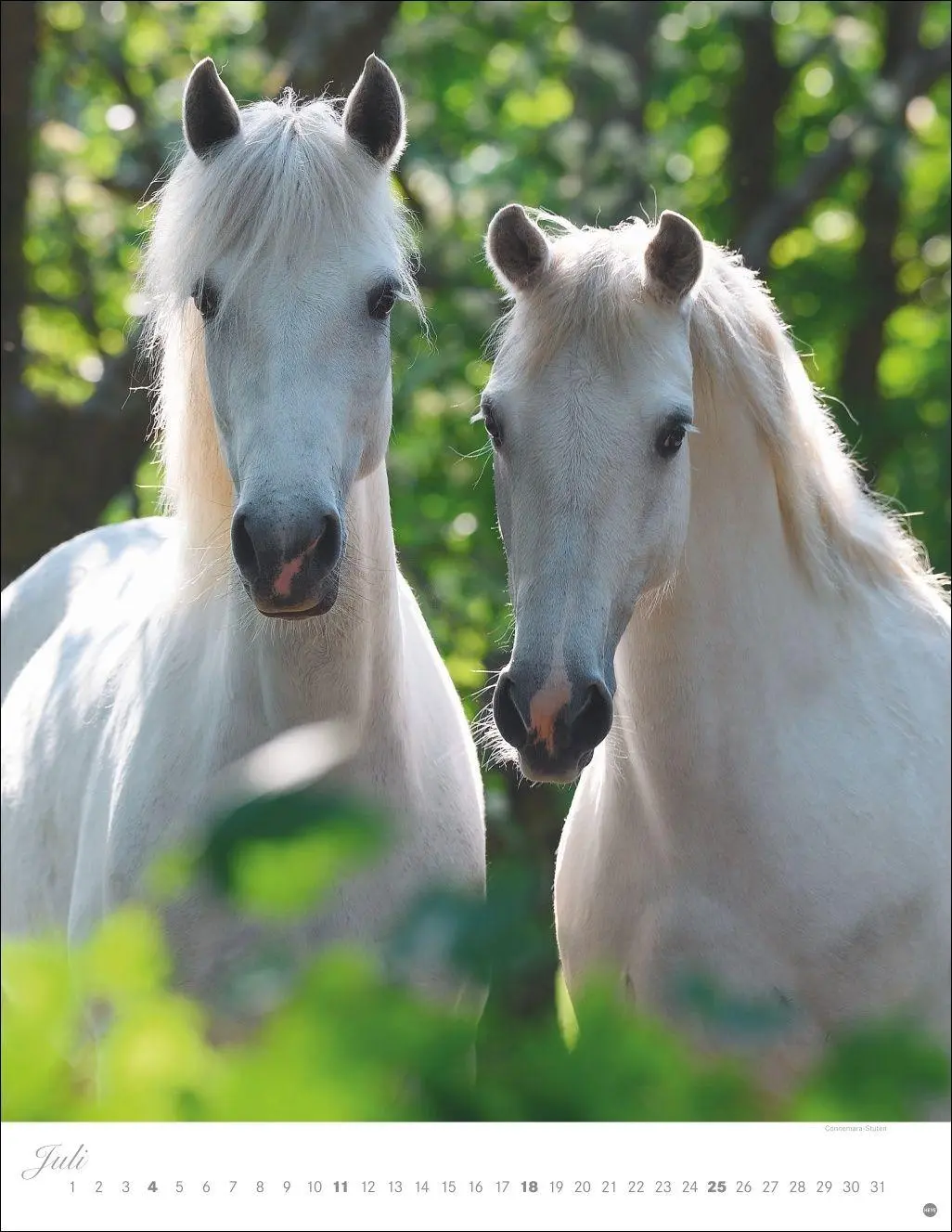 Bild: 9783756415533 | Pferde Classics Posterkalender 2027 | Sabine Stuewer | Kalender | 2027