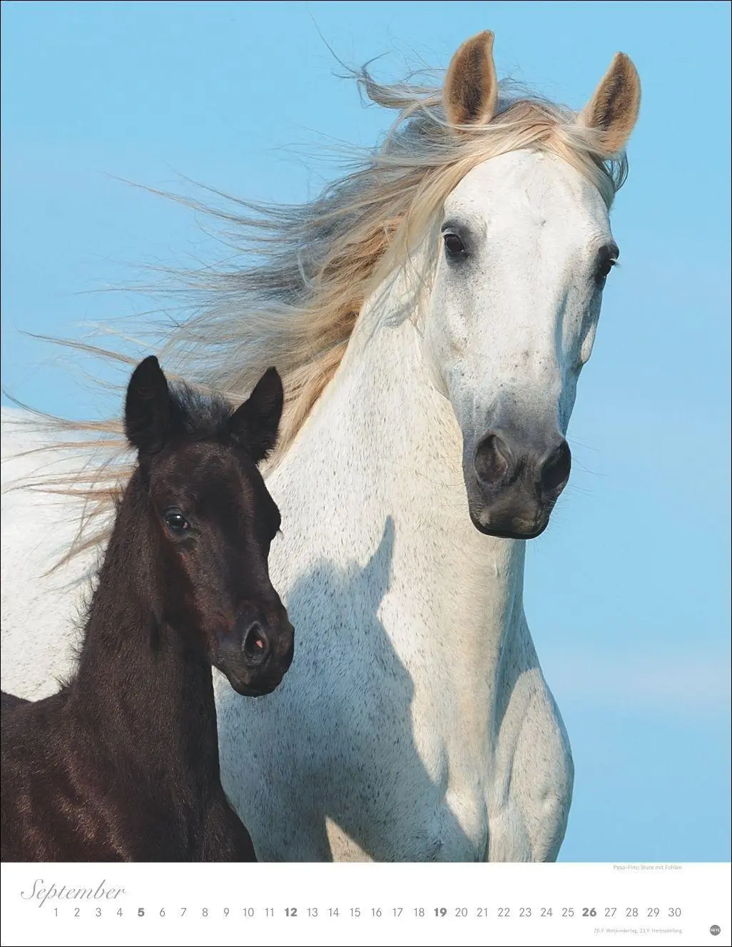 Bild: 9783756415533 | Pferde Classics Posterkalender 2027 | Sabine Stuewer | Kalender | 2027