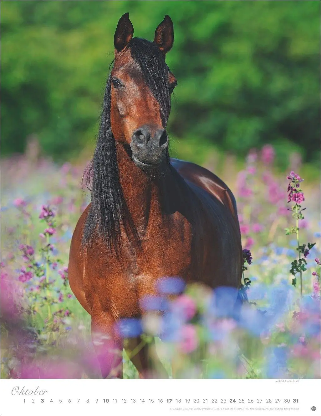 Bild: 9783756415533 | Pferde Classics Posterkalender 2027 | Sabine Stuewer | Kalender | 2027