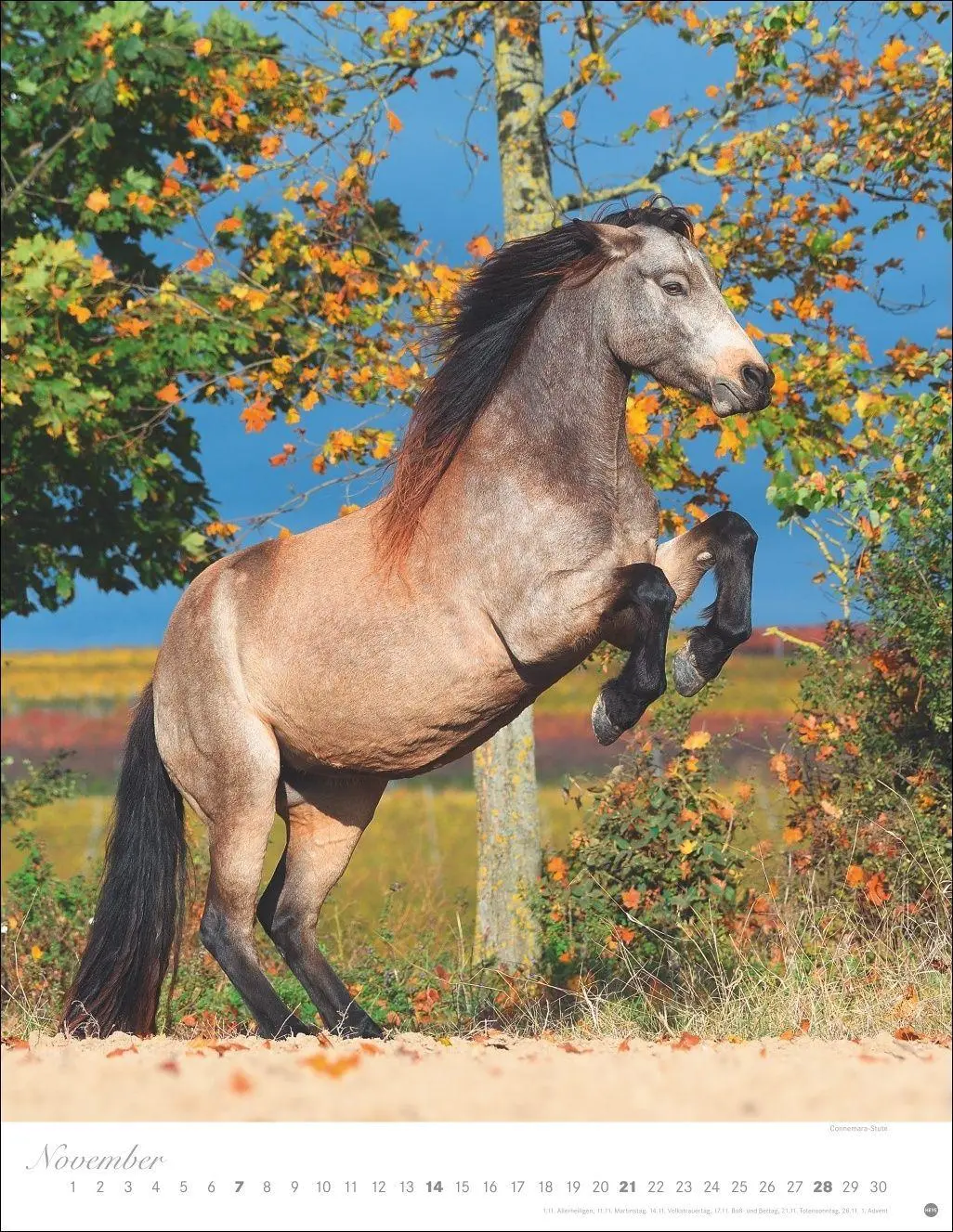 Bild: 9783756415533 | Pferde Classics Posterkalender 2027 | Sabine Stuewer | Kalender | 2027