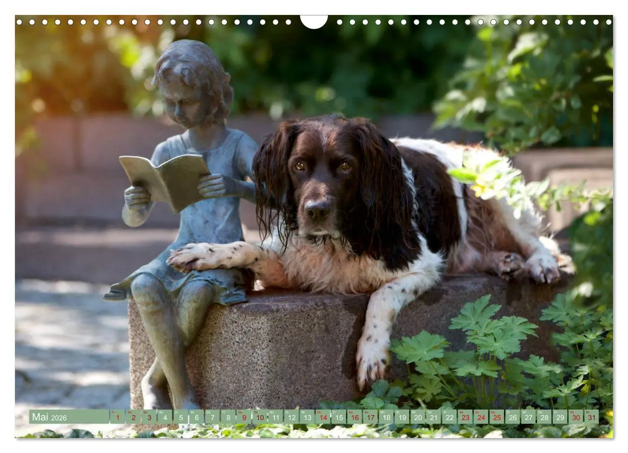 Bild: 9783457805633 | Passion Jagdhund - Kleiner Münsterländer (Wandkalender 2026 DIN A3...