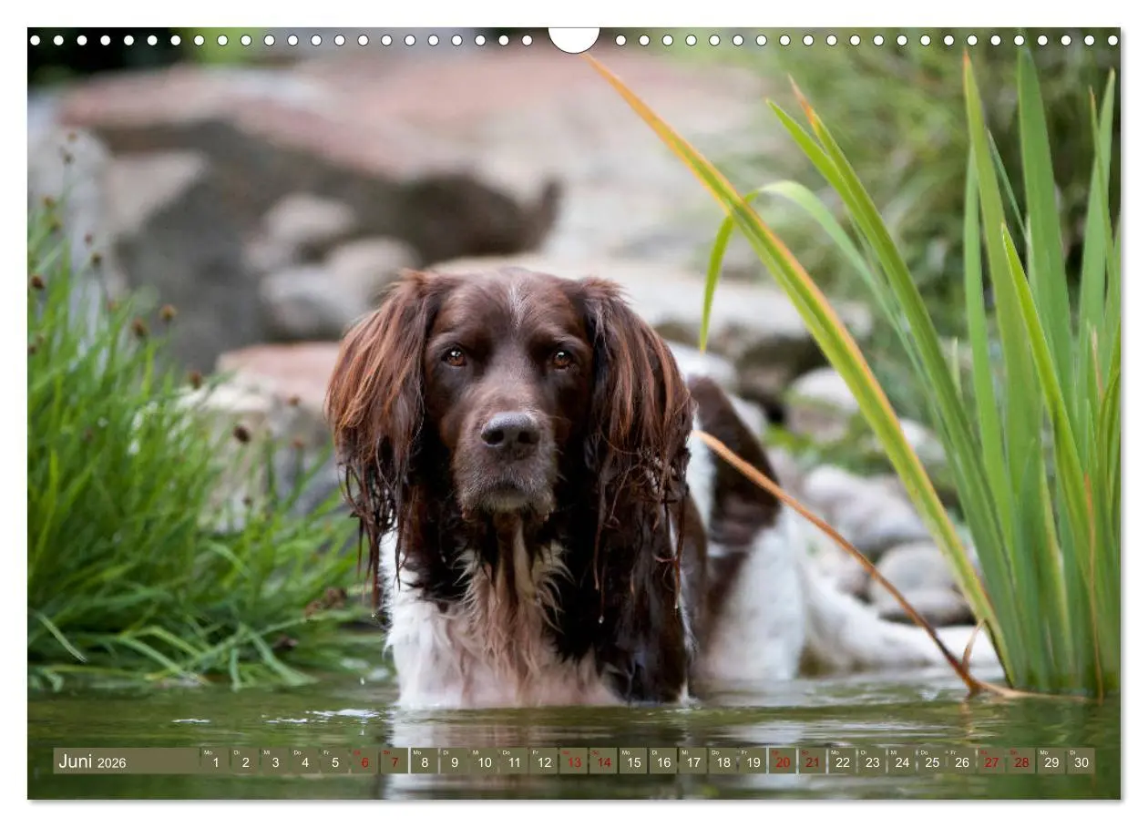 Bild: 9783457805633 | Passion Jagdhund - Kleiner Münsterländer (Wandkalender 2026 DIN A3...