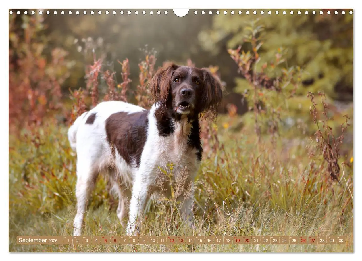 Bild: 9783457805633 | Passion Jagdhund - Kleiner Münsterländer (Wandkalender 2026 DIN A3...