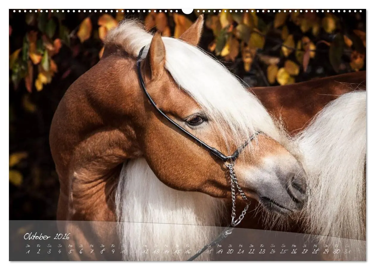 Bild: 9783457975633 | Haflinger-Pferde in Reinzucht (Wandkalender 2026 DIN A2 quer),...