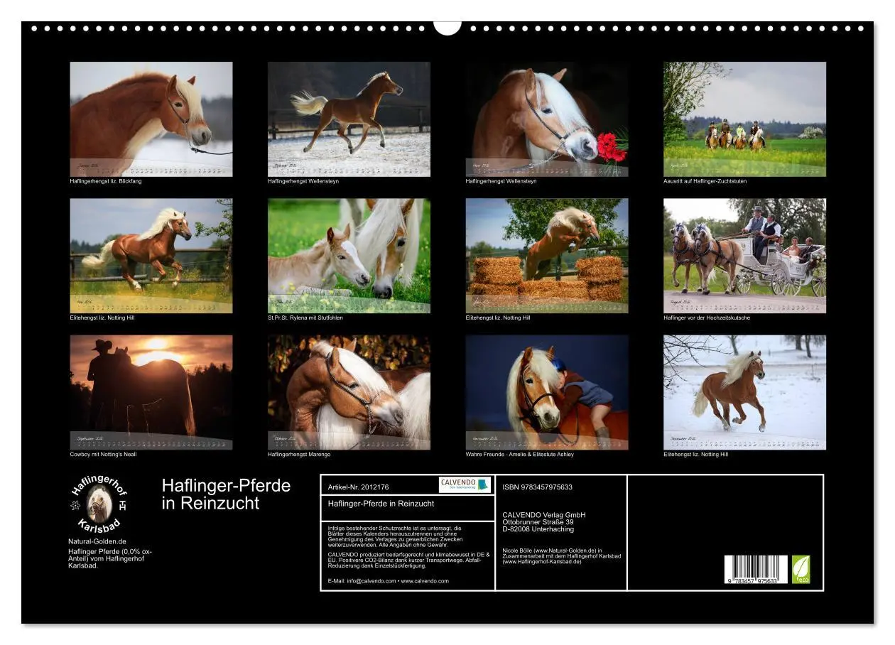Bild: 9783457975633 | Haflinger-Pferde in Reinzucht (Wandkalender 2026 DIN A2 quer),...