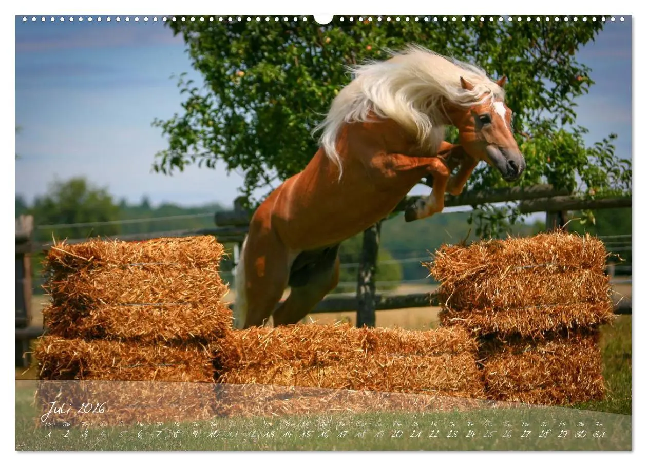 Bild: 9783457975633 | Haflinger-Pferde in Reinzucht (Wandkalender 2026 DIN A2 quer),...