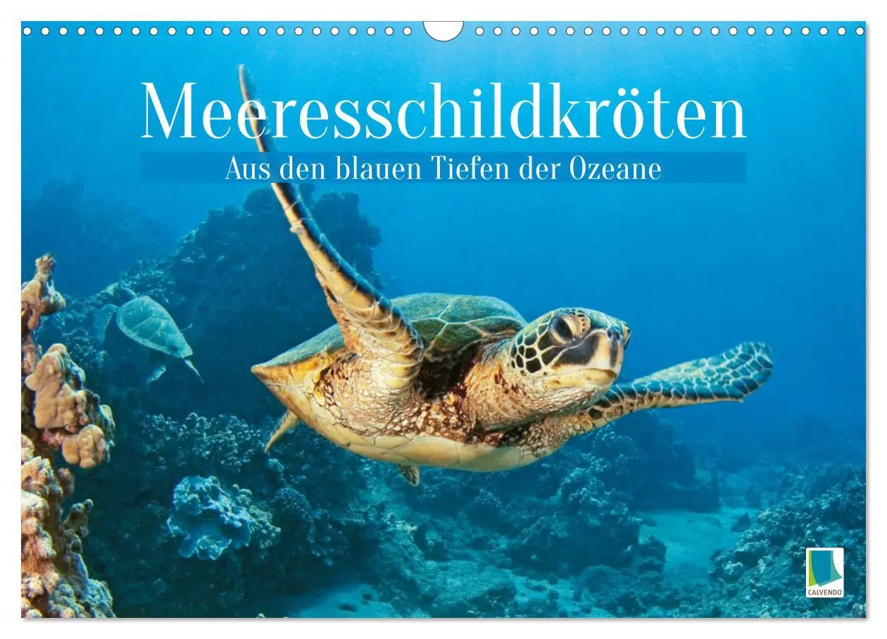 Cover: 9783457265833 | Meeresschildkröten: Aus den blauen Tiefen der Ozeane (Wandkalender...