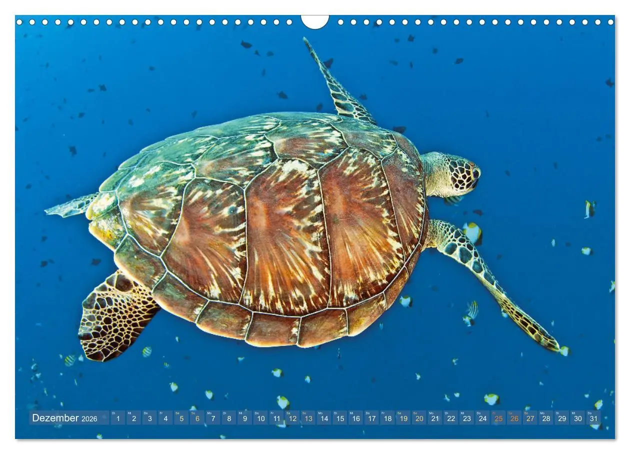 Bild: 9783457265833 | Meeresschildkröten: Aus den blauen Tiefen der Ozeane (Wandkalender...