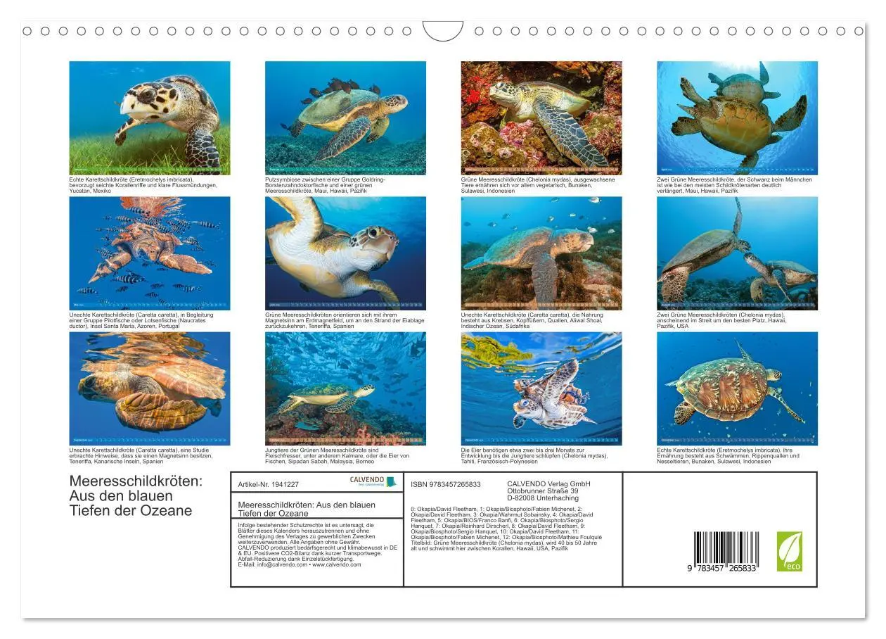 Bild: 9783457265833 | Meeresschildkröten: Aus den blauen Tiefen der Ozeane (Wandkalender...