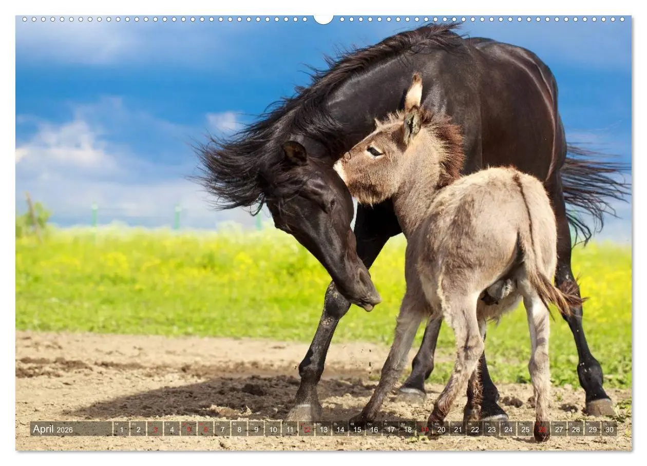 Bild: 9783516115833 | Kleiner Esel. Boldewyn und seine Freunde (hochwertiger Premium...