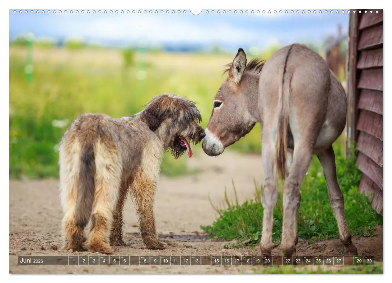 Bild: 9783516115833 | Kleiner Esel. Boldewyn und seine Freunde (hochwertiger Premium...