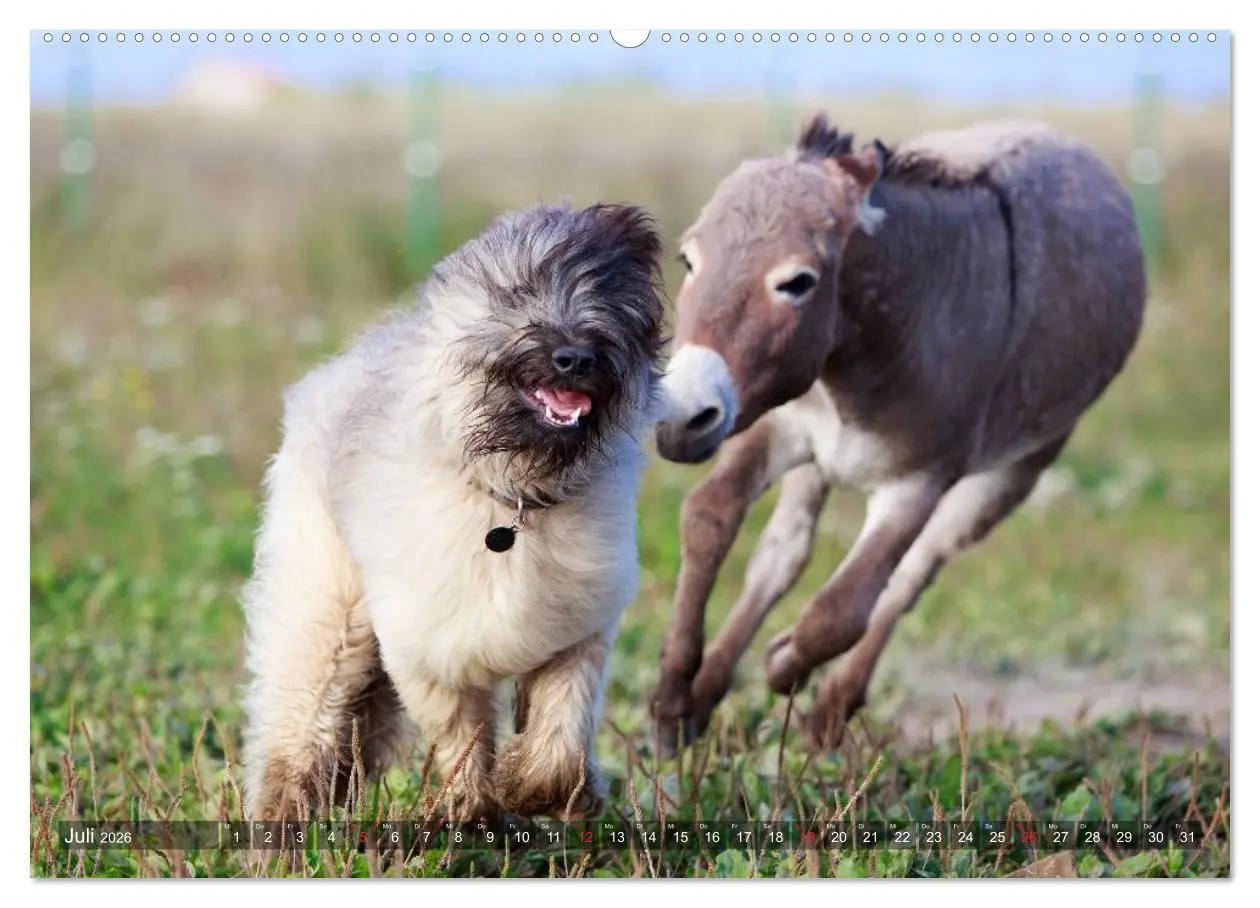Bild: 9783516115833 | Kleiner Esel. Boldewyn und seine Freunde (hochwertiger Premium...
