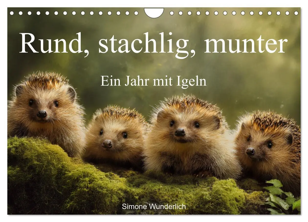 Cover: 9783516595833 | Rund, stachlig, munter - Ein Jahr mit Igeln (Wandkalender 2026 DIN...