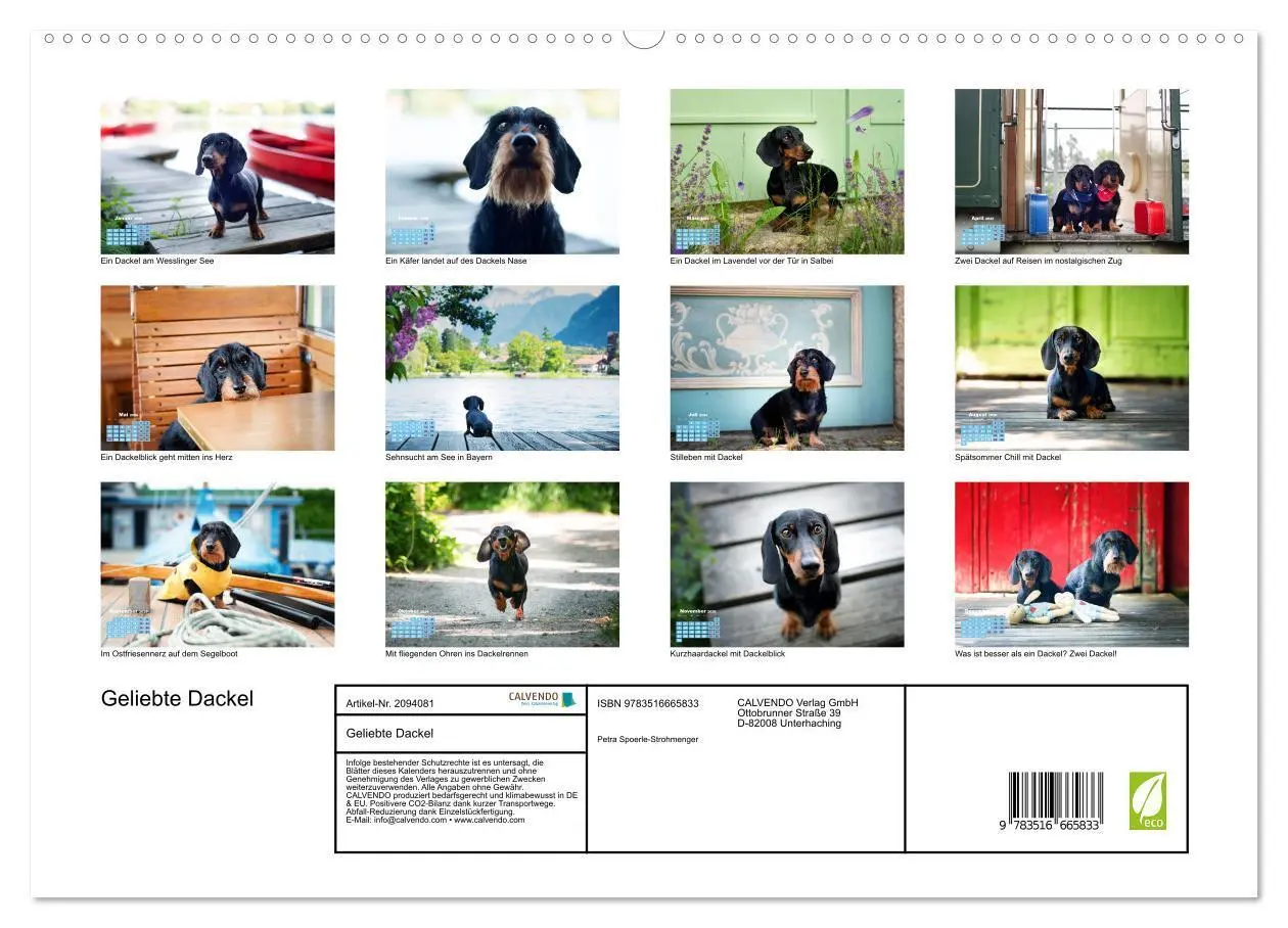 Bild: 9783516665833 | Geliebte Dackel (hochwertiger Premium Wandkalender 2026 DIN A2...