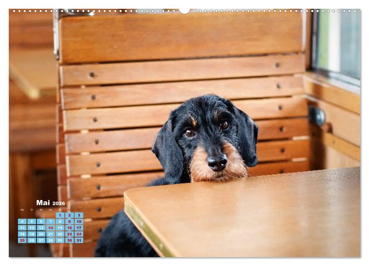 Bild: 9783516665833 | Geliebte Dackel (hochwertiger Premium Wandkalender 2026 DIN A2...