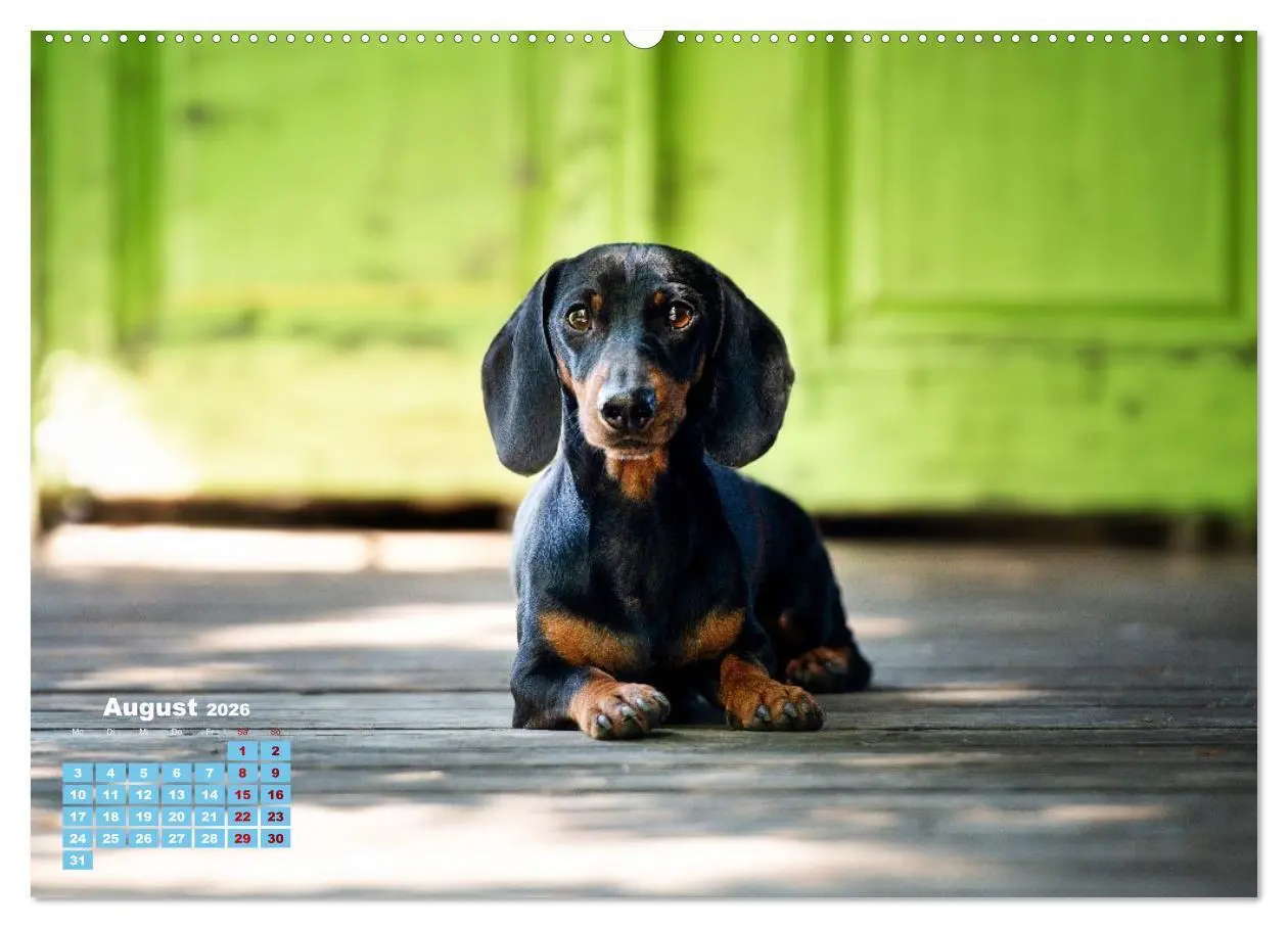 Bild: 9783516665833 | Geliebte Dackel (hochwertiger Premium Wandkalender 2026 DIN A2...