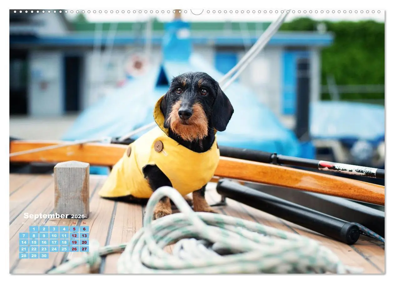 Bild: 9783516665833 | Geliebte Dackel (hochwertiger Premium Wandkalender 2026 DIN A2...