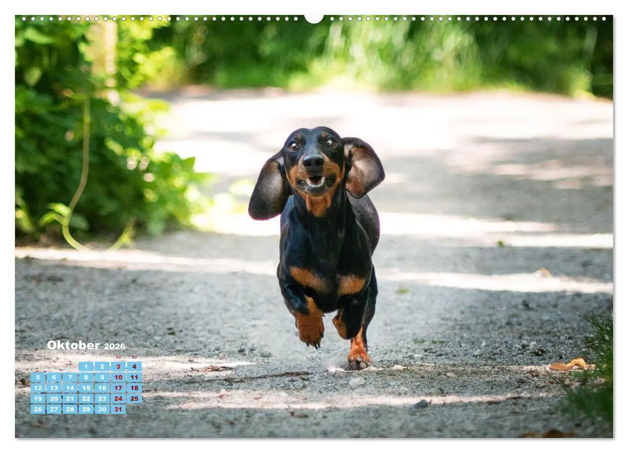 Bild: 9783516665833 | Geliebte Dackel (hochwertiger Premium Wandkalender 2026 DIN A2...