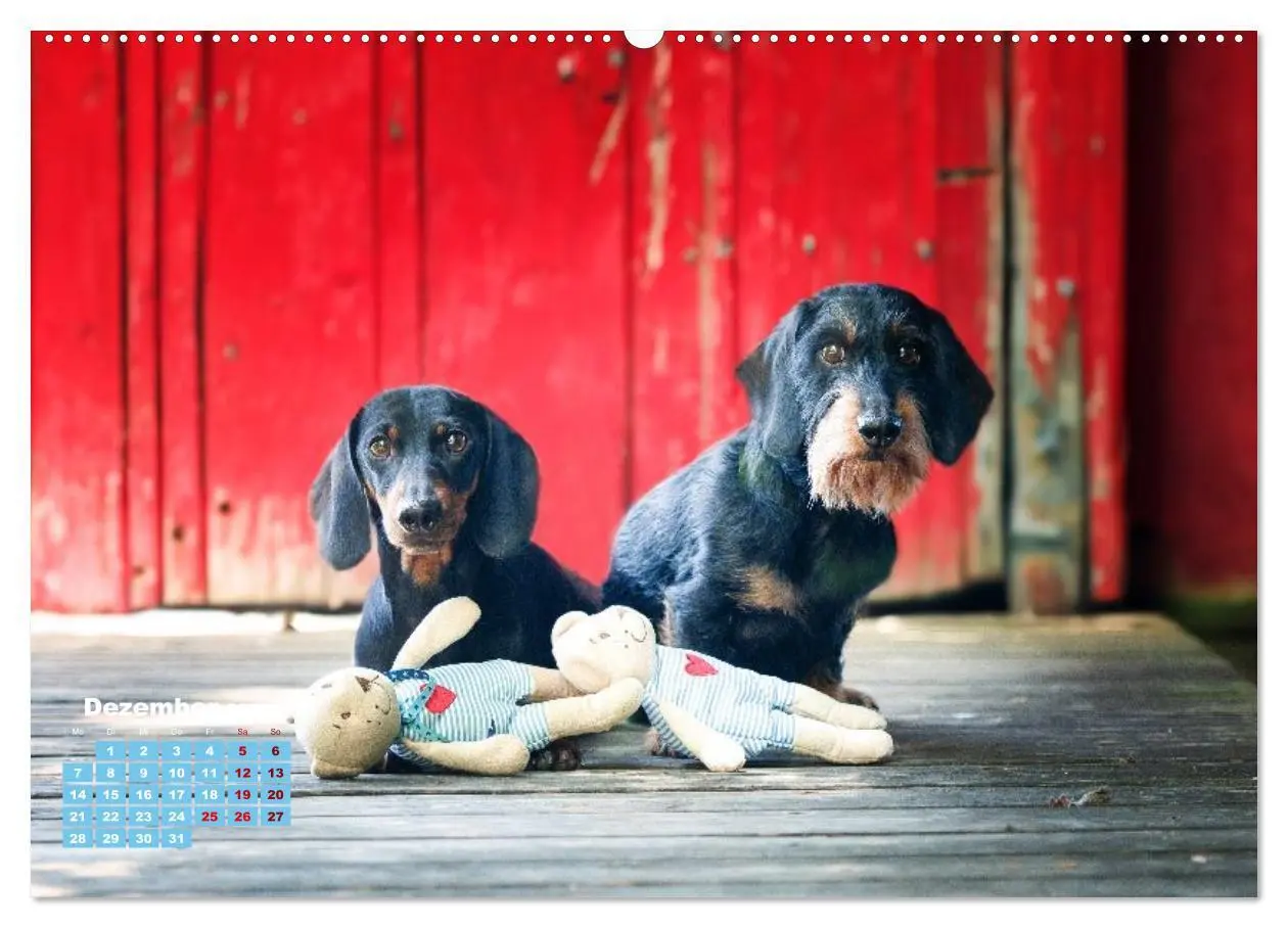 Bild: 9783516665833 | Geliebte Dackel (hochwertiger Premium Wandkalender 2026 DIN A2...