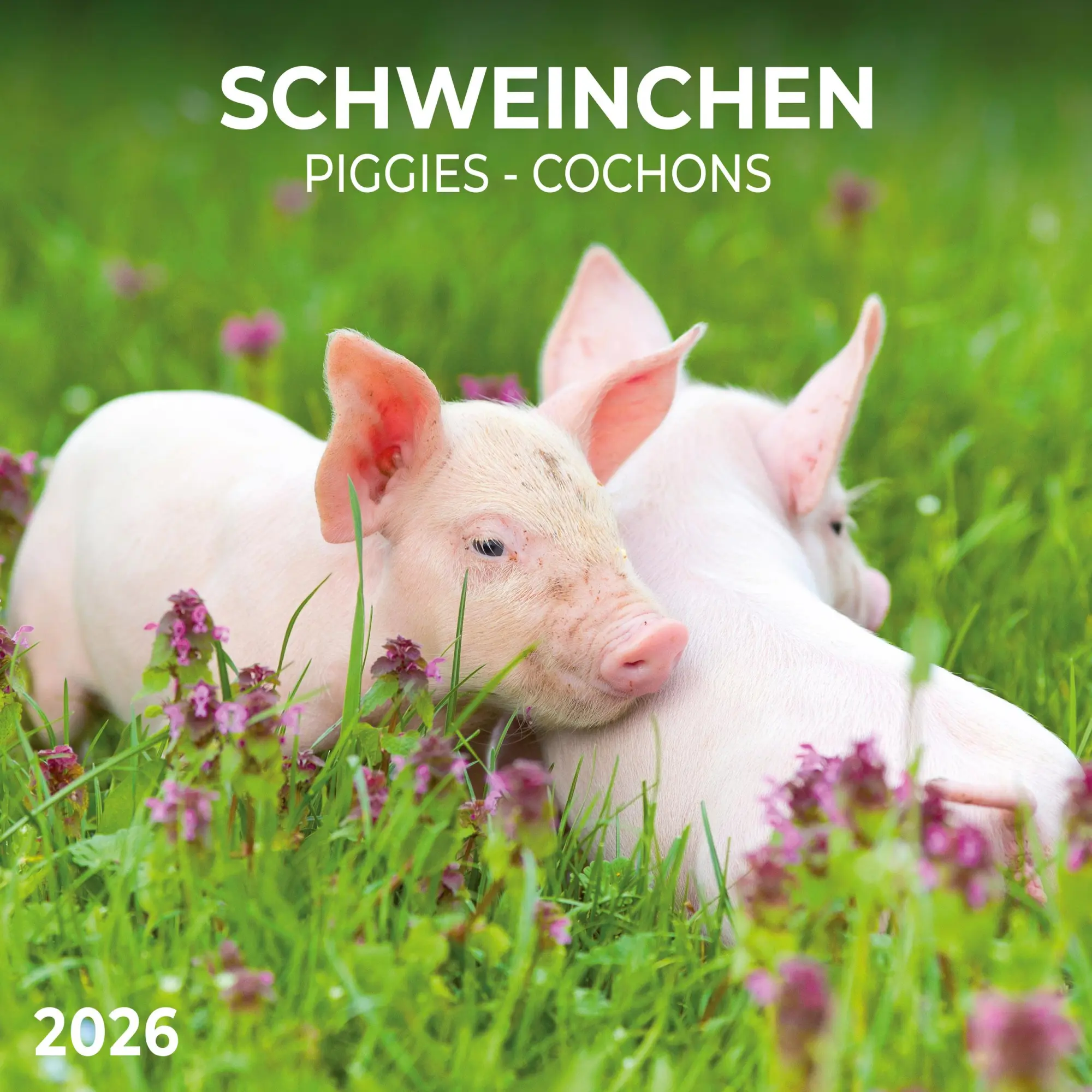 Cover: 9783959295833 | Schweinchen/Piggies 2026 | Kalender 2026 | Kalender | Artwork Edition
