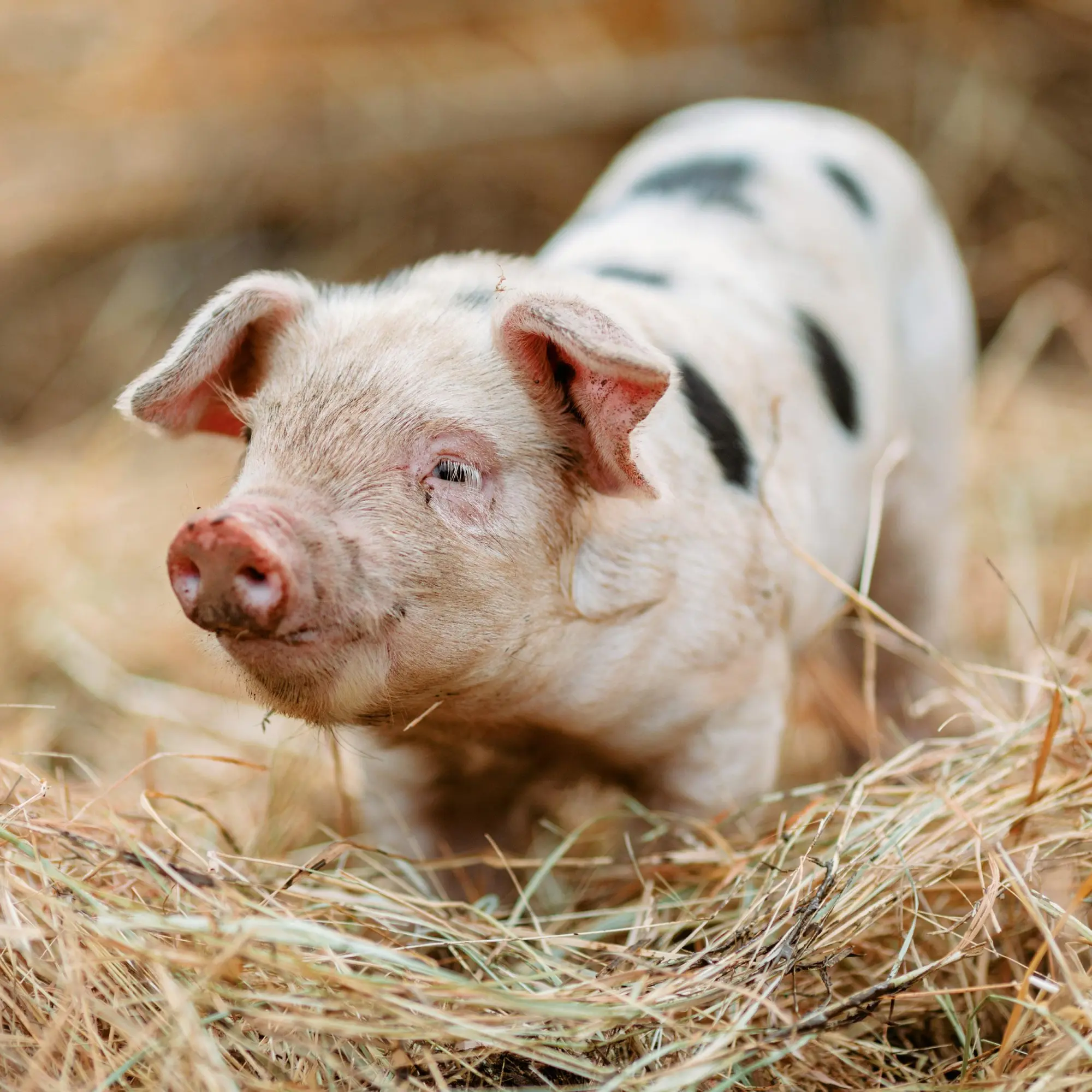 Bild: 9783959295833 | Schweinchen/Piggies 2026 | Kalender 2026 | Kalender | Artwork Edition