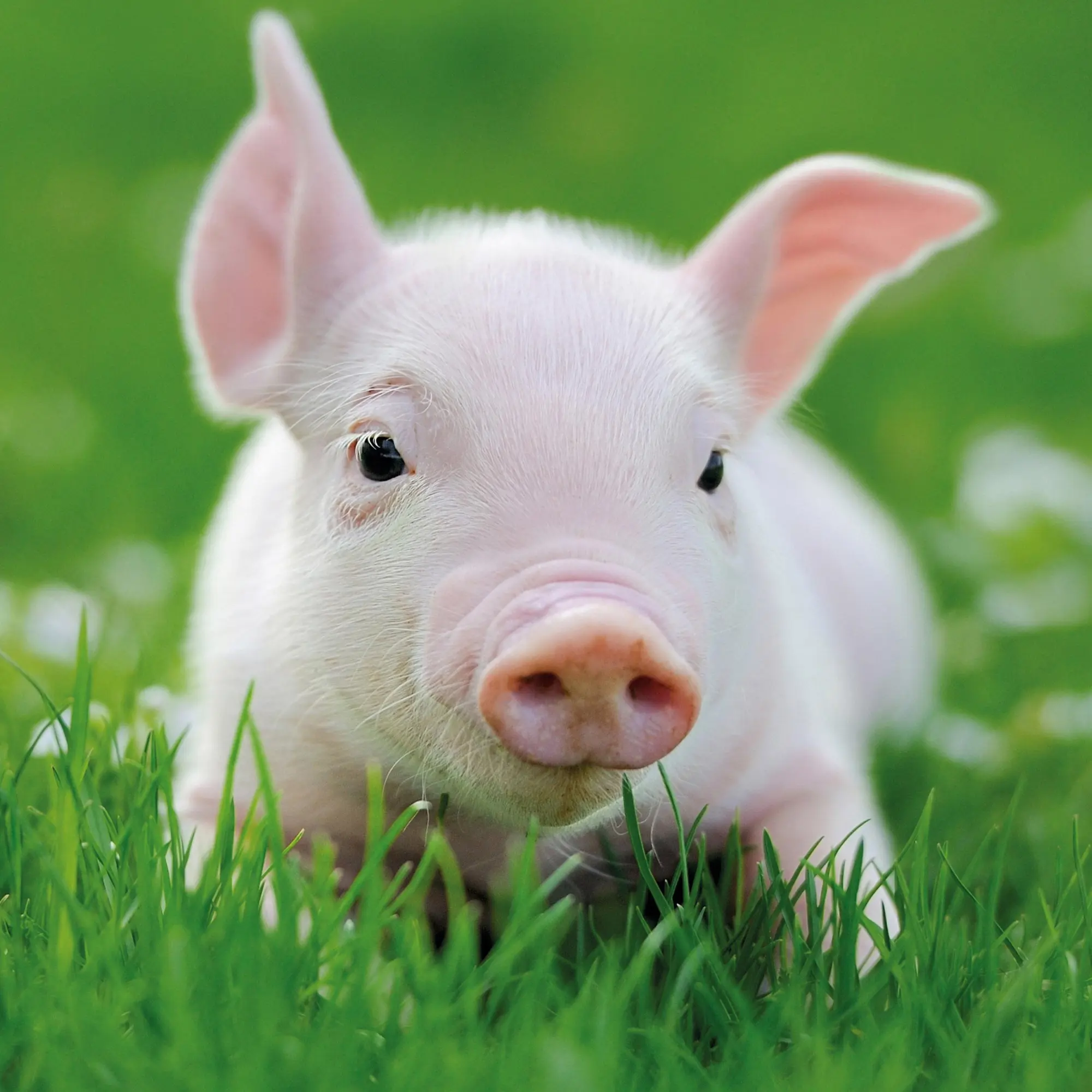 Bild: 9783959295833 | Schweinchen/Piggies 2026 | Kalender 2026 | Kalender | Artwork Edition