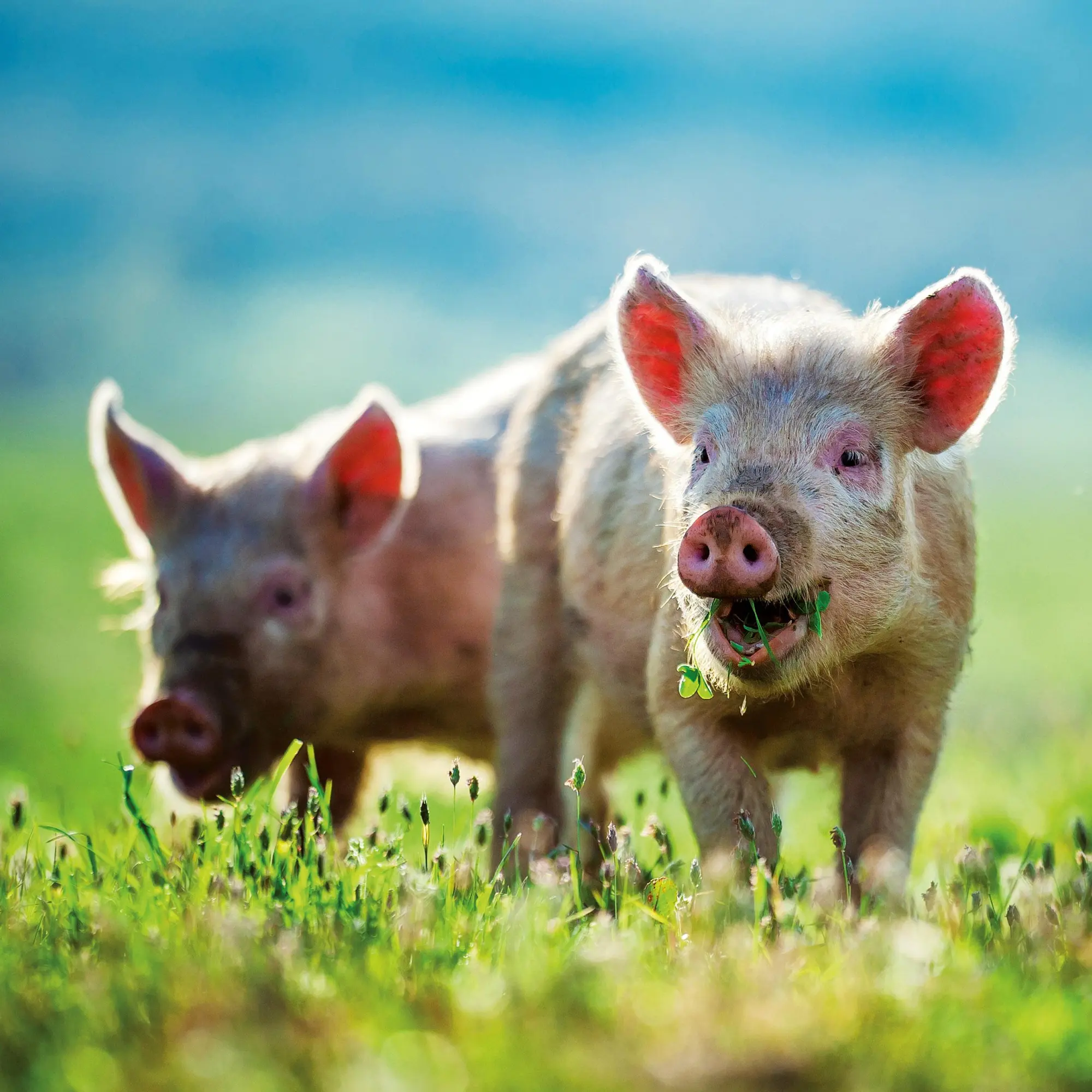 Bild: 9783959295833 | Schweinchen/Piggies 2026 | Kalender 2026 | Kalender | Artwork Edition