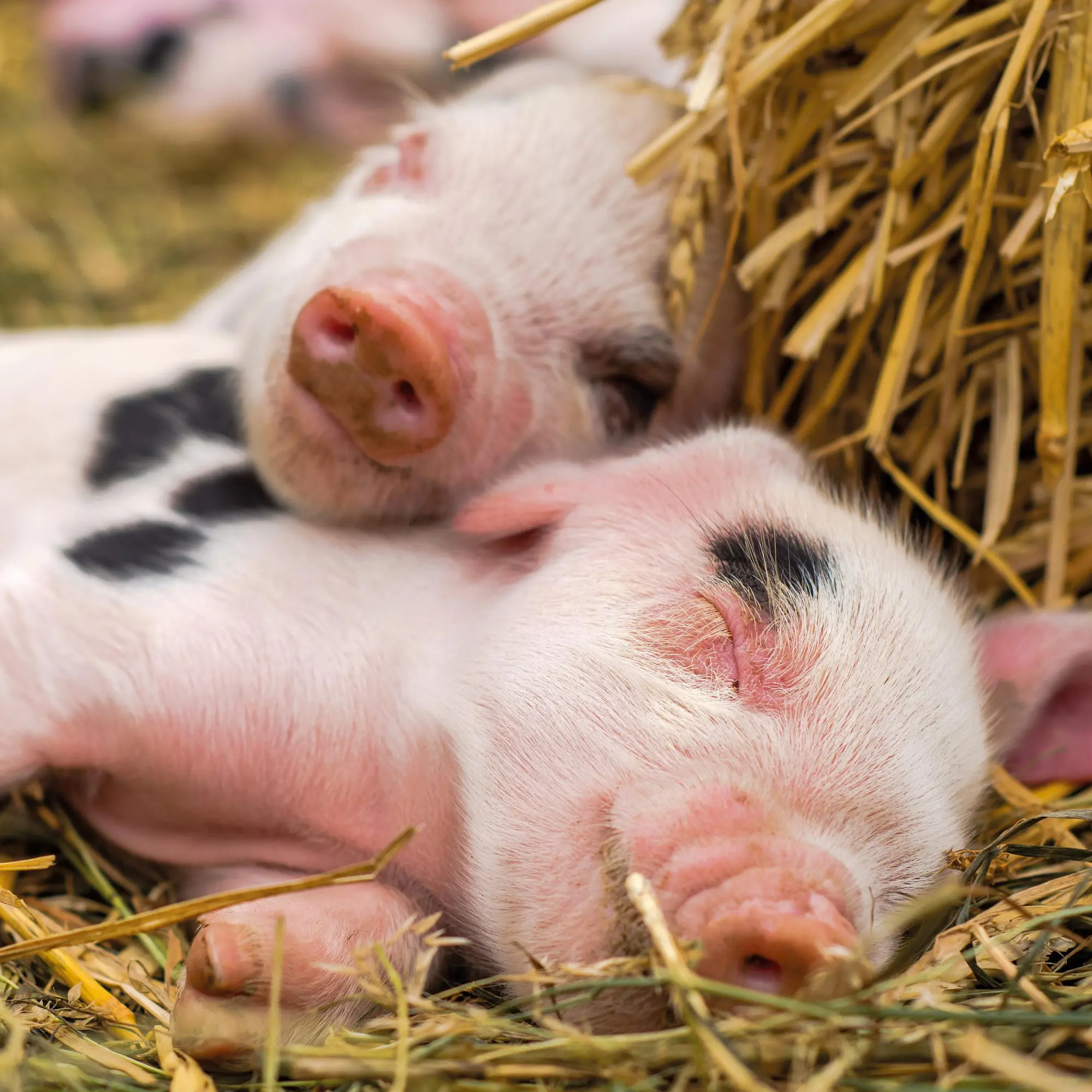 Bild: 9783959295833 | Schweinchen/Piggies 2026 | Kalender 2026 | Kalender | Artwork Edition