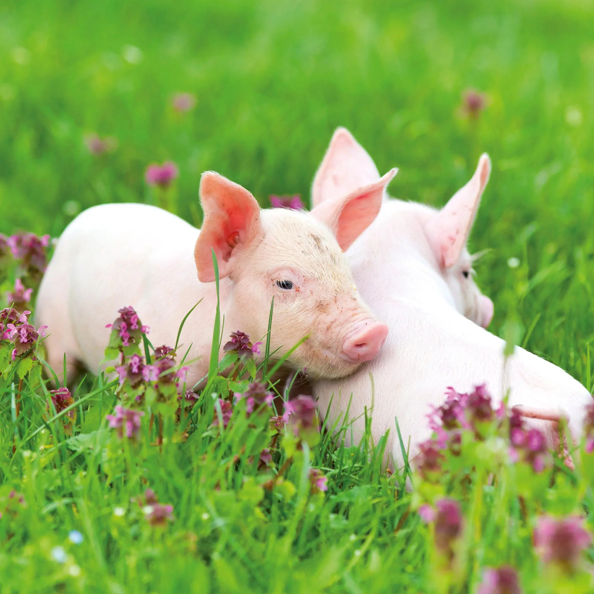Bild: 9783959295833 | Schweinchen/Piggies 2026 | Kalender 2026 | Kalender | Artwork Edition