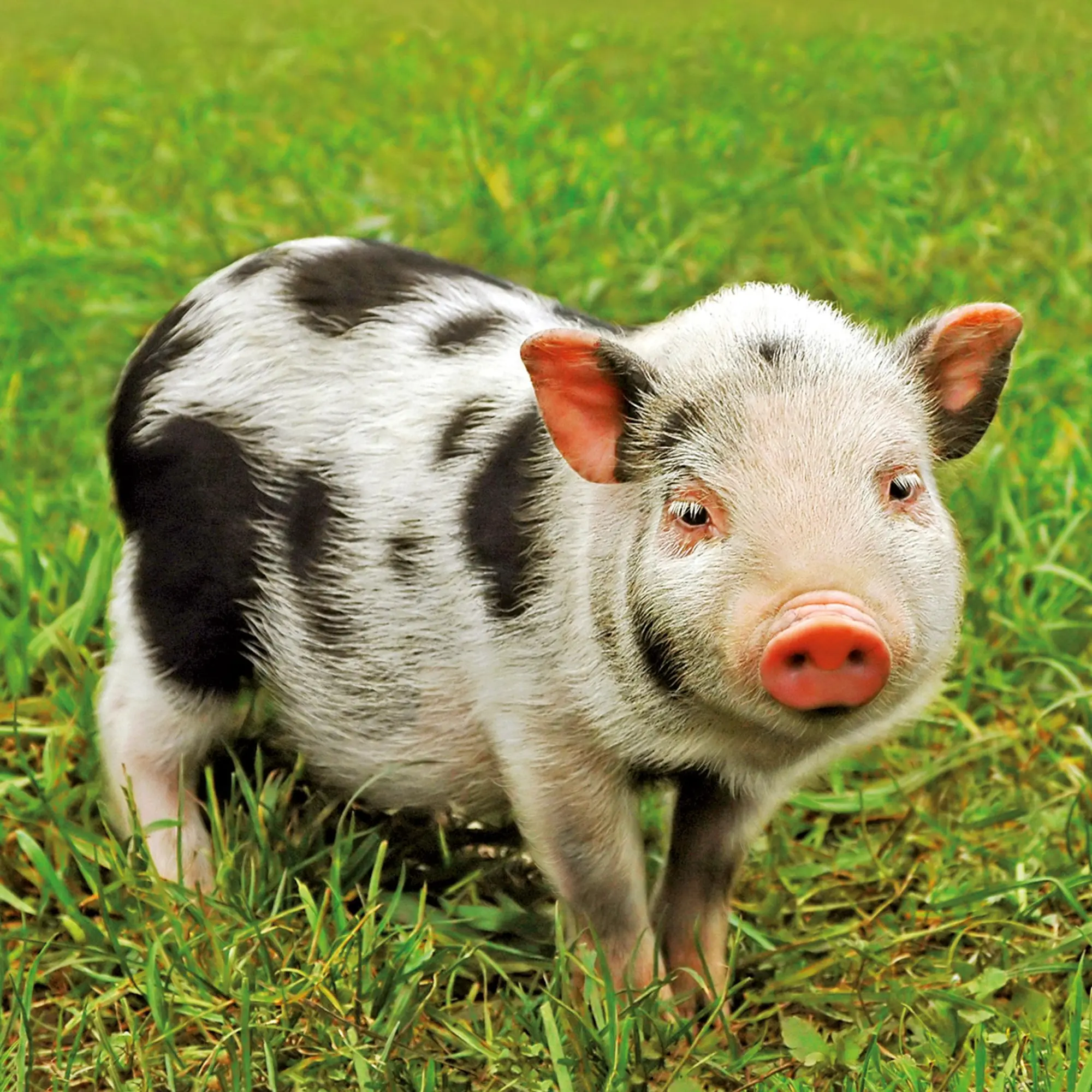 Bild: 9783959295833 | Schweinchen/Piggies 2026 | Kalender 2026 | Kalender | Artwork Edition