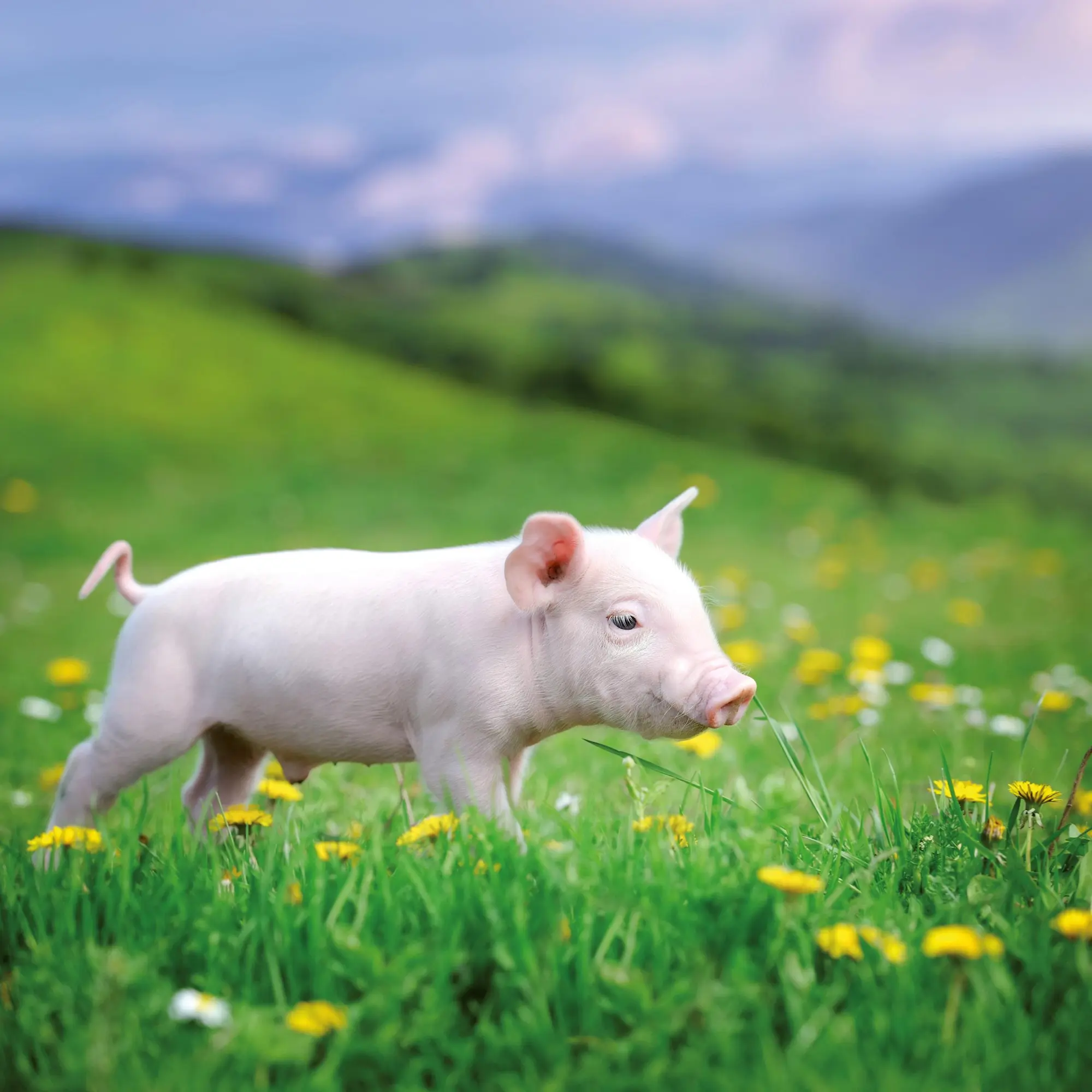 Bild: 9783959295833 | Schweinchen/Piggies 2026 | Kalender 2026 | Kalender | Artwork Edition