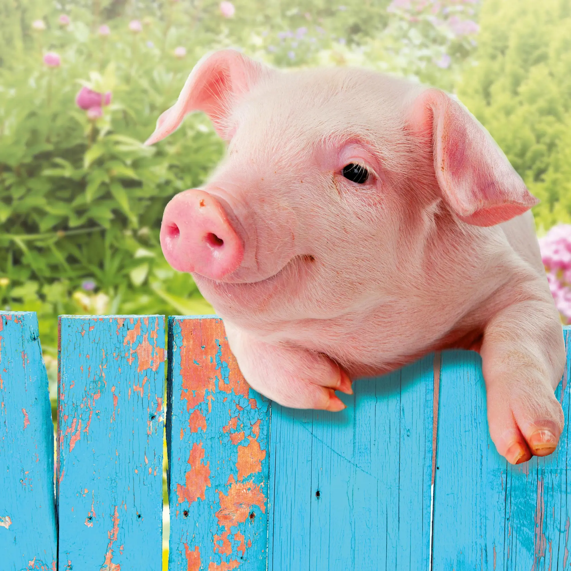 Bild: 9783959295833 | Schweinchen/Piggies 2026 | Kalender 2026 | Kalender | Artwork Edition