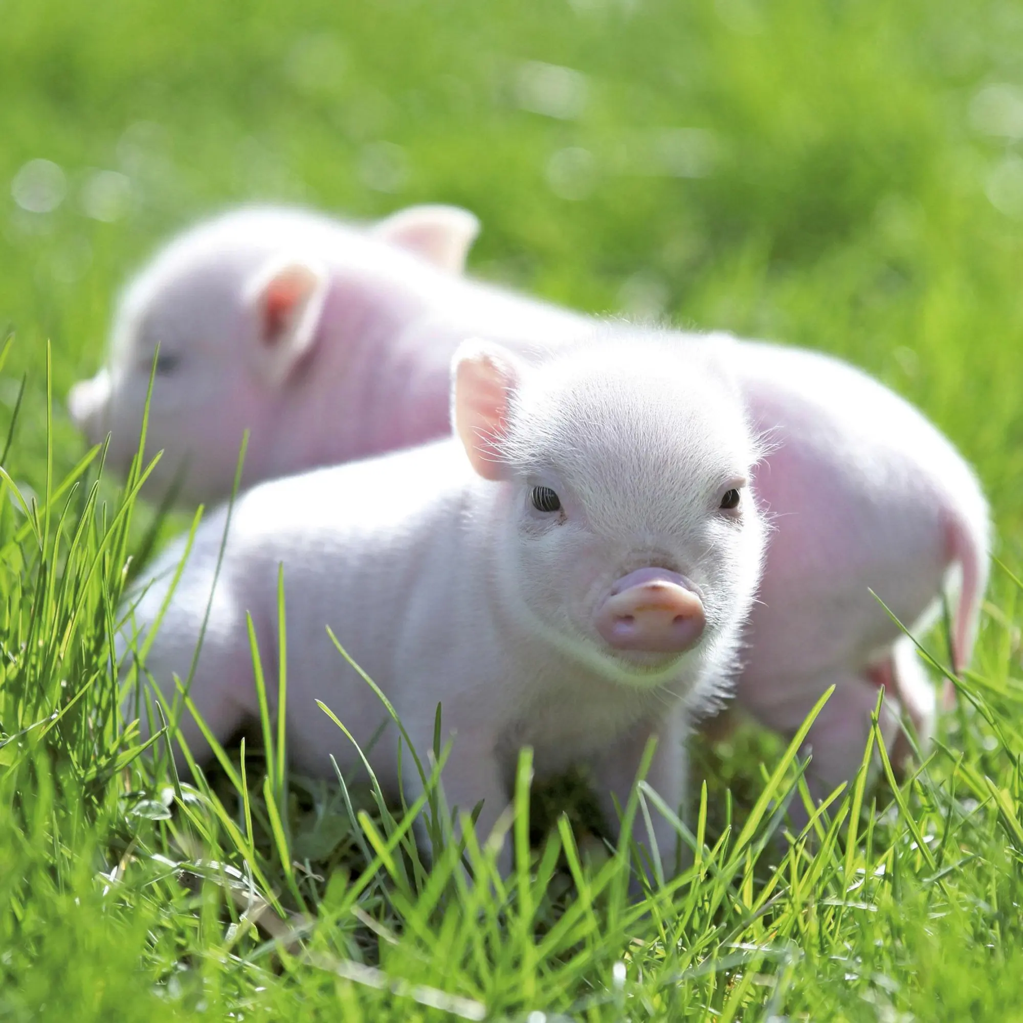 Bild: 9783959295833 | Schweinchen/Piggies 2026 | Kalender 2026 | Kalender | Artwork Edition