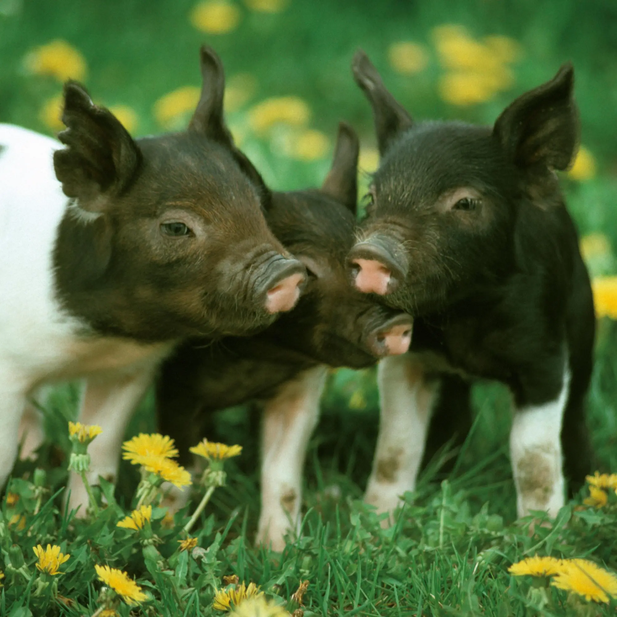 Bild: 9783959295833 | Schweinchen/Piggies 2026 | Kalender 2026 | Kalender | Artwork Edition