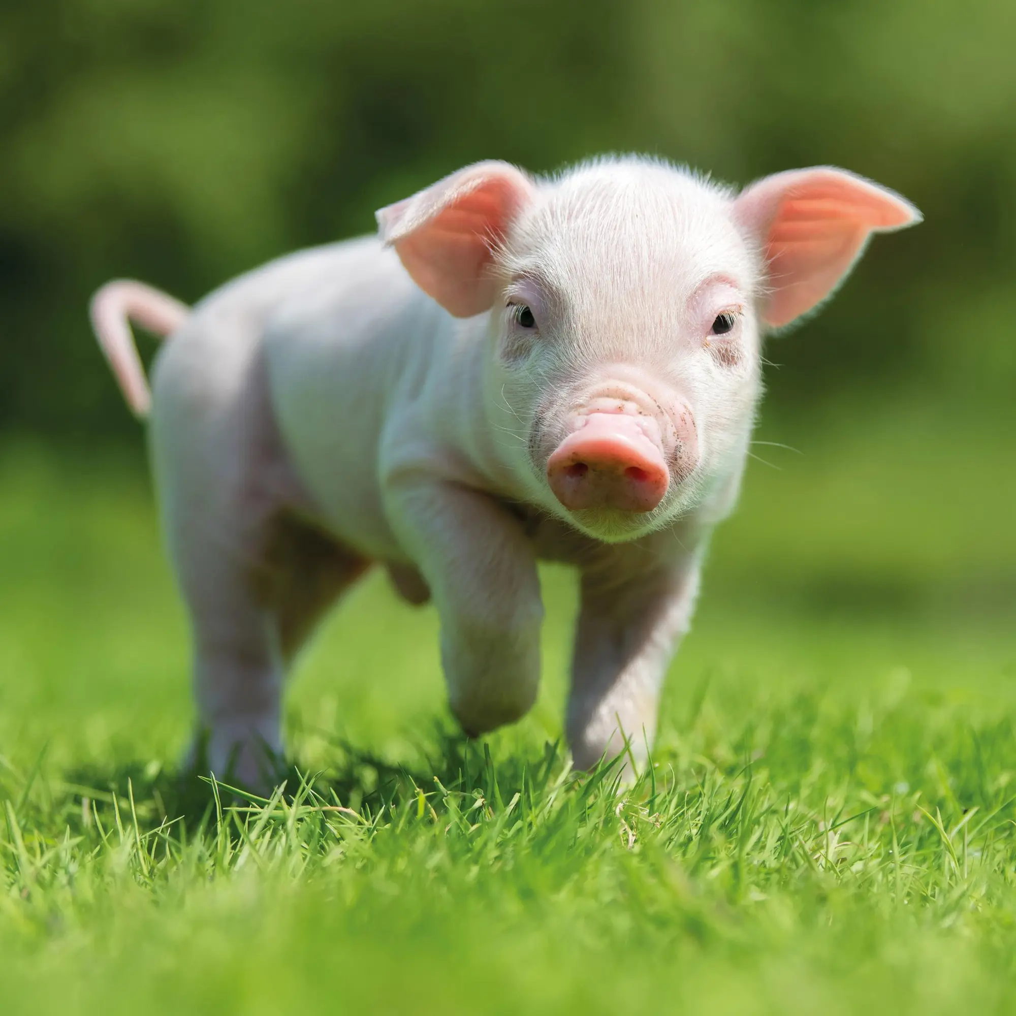Bild: 9783959295833 | Schweinchen/Piggies 2026 | Kalender 2026 | Kalender | Artwork Edition