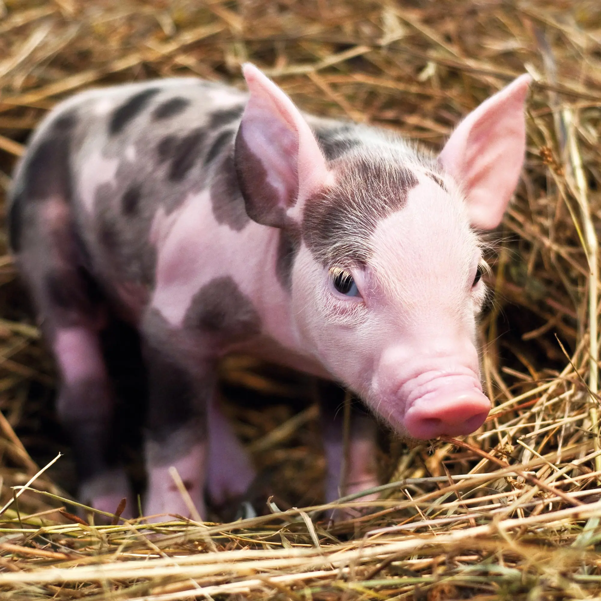 Bild: 9783959295833 | Schweinchen/Piggies 2026 | Kalender 2026 | Kalender | Artwork Edition