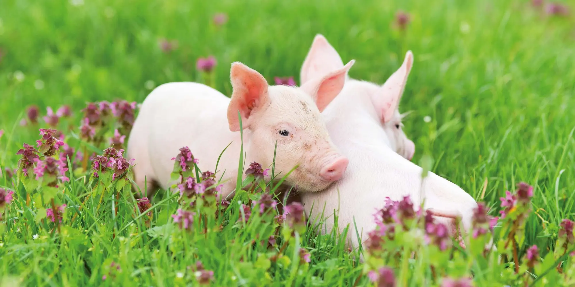 Bild: 9783959295833 | Schweinchen/Piggies 2026 | Kalender 2026 | Kalender | Artwork Edition