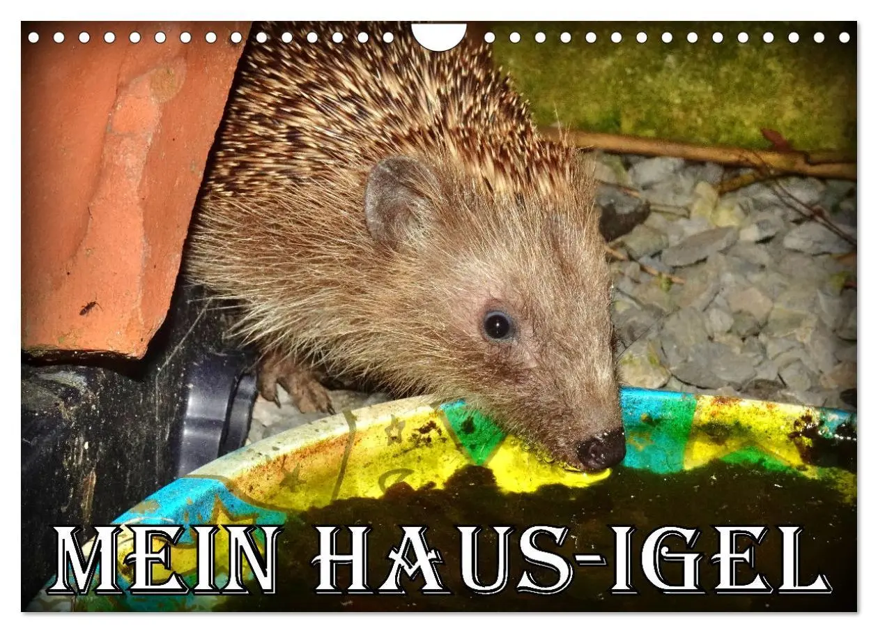 Cover: 9783457325933 | Mein Haus-Igel (Wandkalender 2026 DIN A4 quer), CALVENDO...