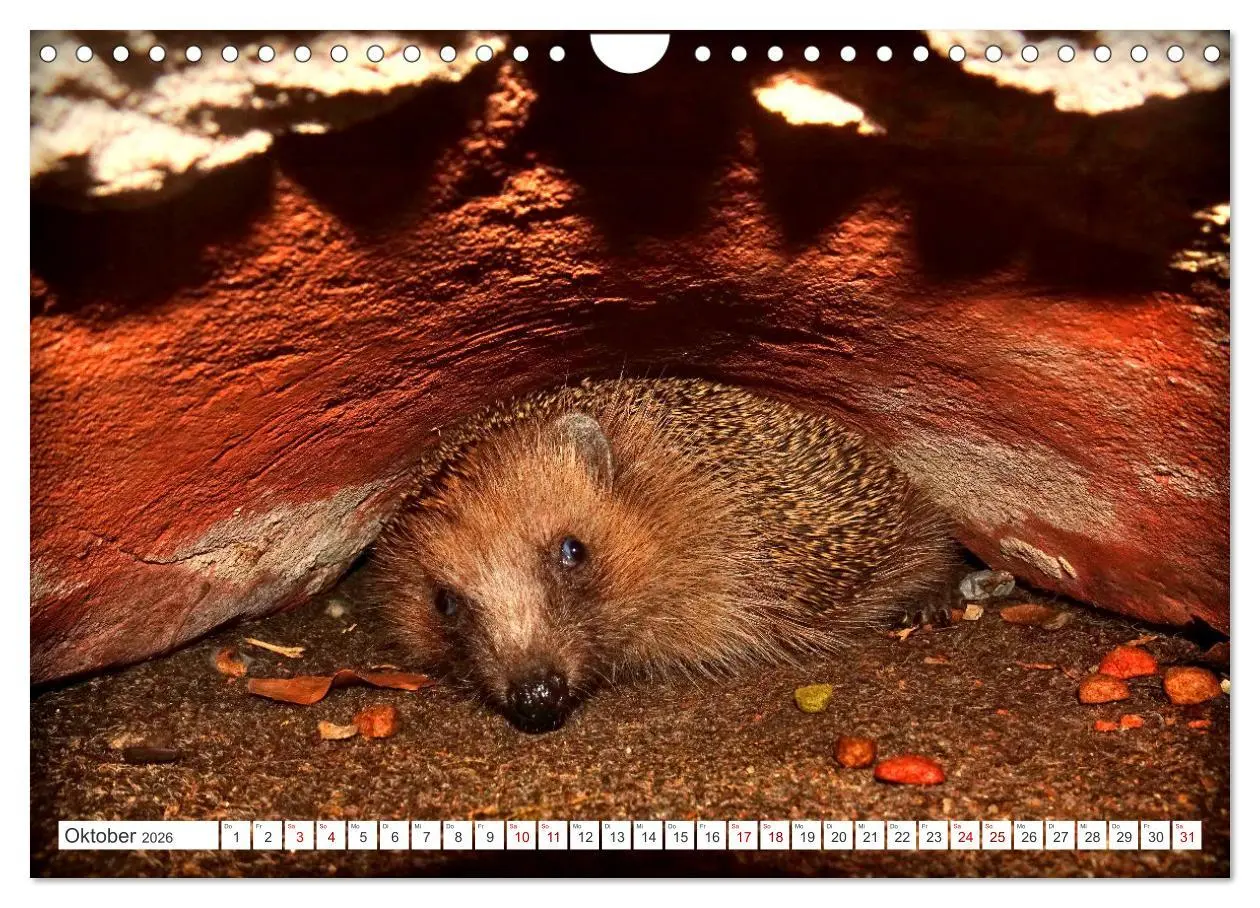 Bild: 9783457325933 | Mein Haus-Igel (Wandkalender 2026 DIN A4 quer), CALVENDO...