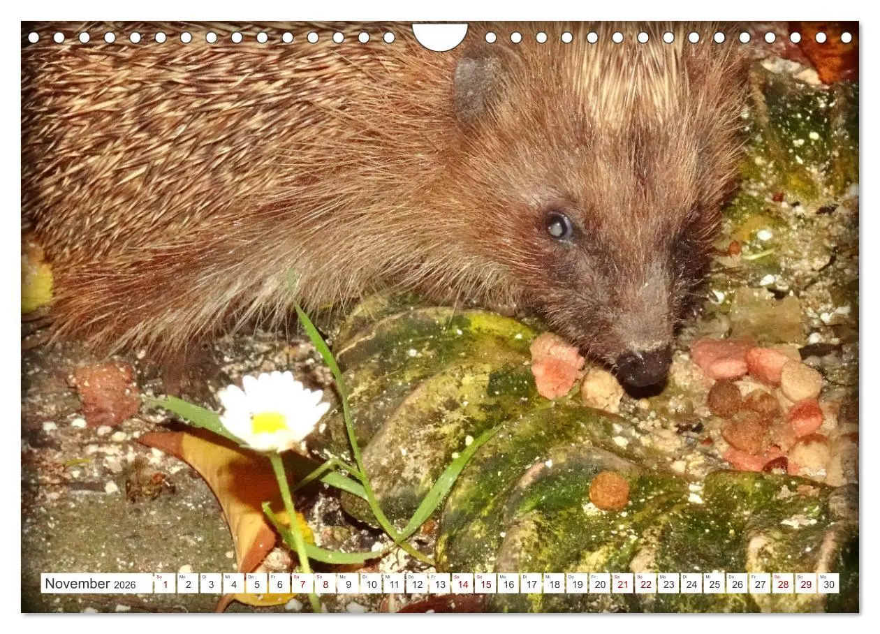 Bild: 9783457325933 | Mein Haus-Igel (Wandkalender 2026 DIN A4 quer), CALVENDO...