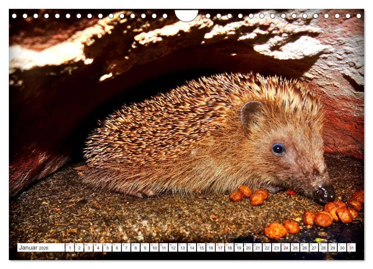Bild: 9783457325933 | Mein Haus-Igel (Wandkalender 2026 DIN A4 quer), CALVENDO...