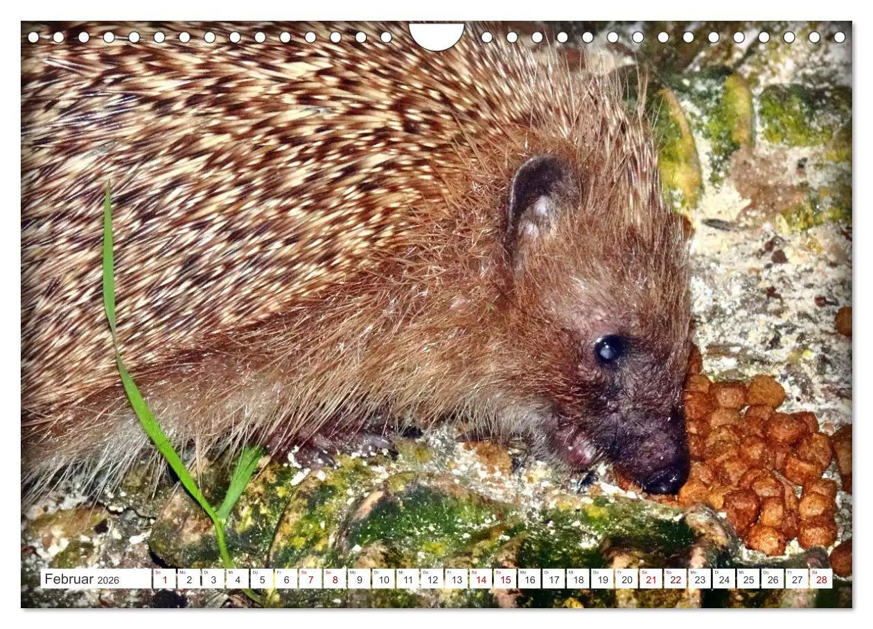 Bild: 9783457325933 | Mein Haus-Igel (Wandkalender 2026 DIN A4 quer), CALVENDO...